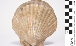 Imagen Fósiles Invertebrados Marinos