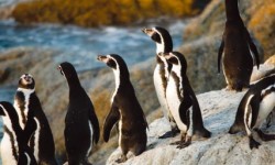 Imagen Islote Pájaros Niños Imagen Islote Pájaros Niños