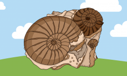 Imagen Ammonites